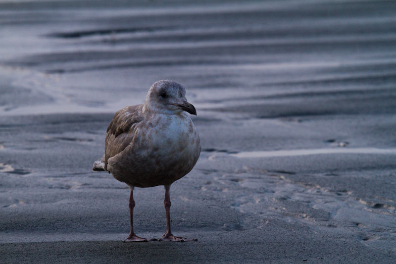 Gull On Beach